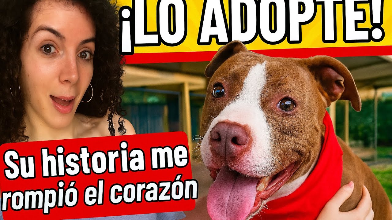 ADOPTANDO UN PERRO PITBULL