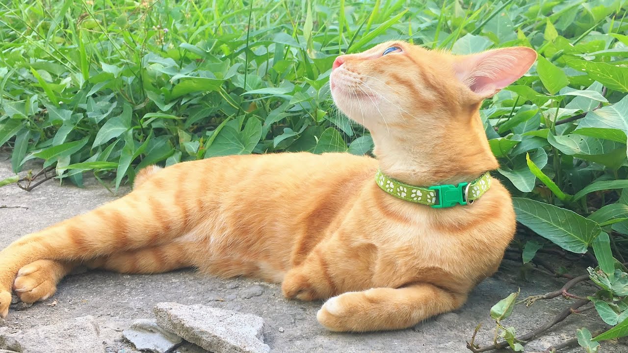 Enjoy Life Like an Orange Cat | A Calm Day in the Garden 🌿