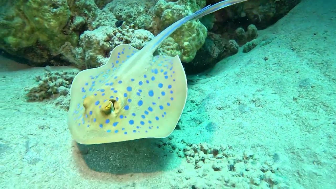 Tauchabenteuer Sharm El Naga Okt/Nov 2024