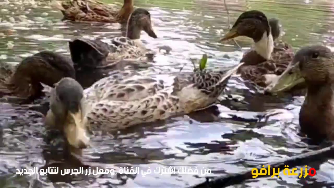تربية وتفريخ البط  أنواع البط في مصر  لإنتاج اللحم والبيض والتفريخ