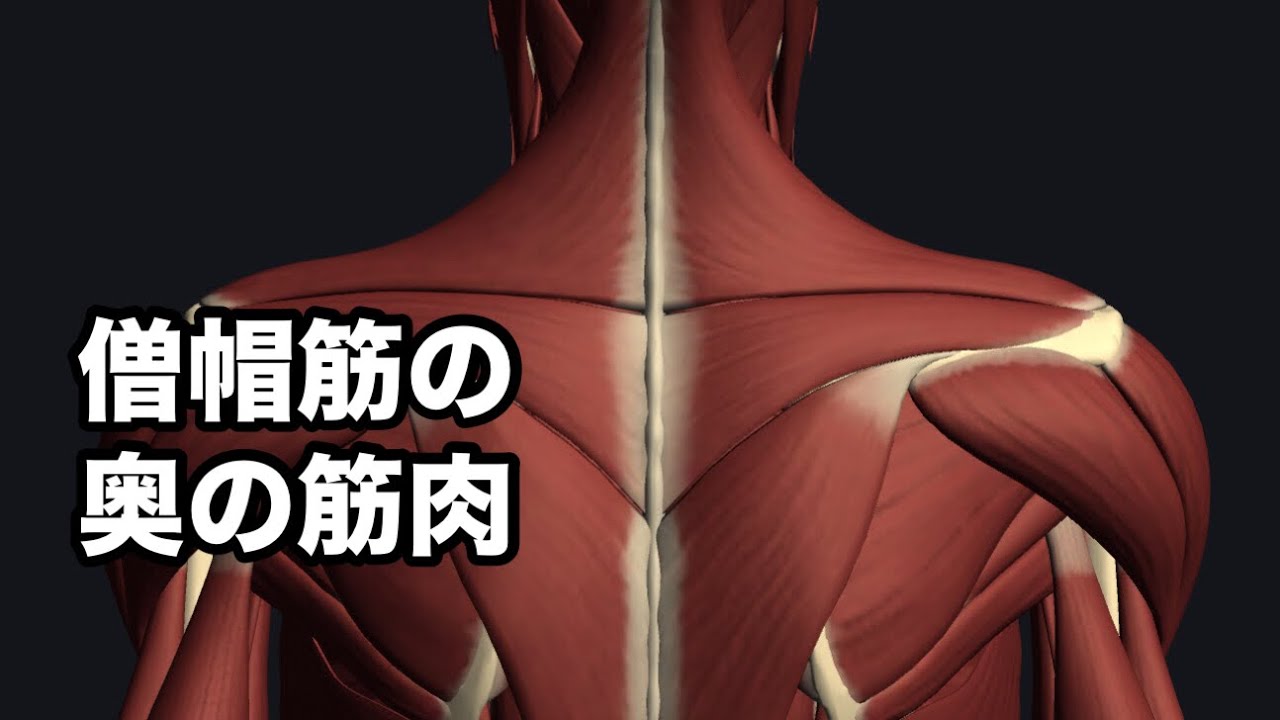 僧帽筋の奥にある筋肉の解剖学を解説してみた