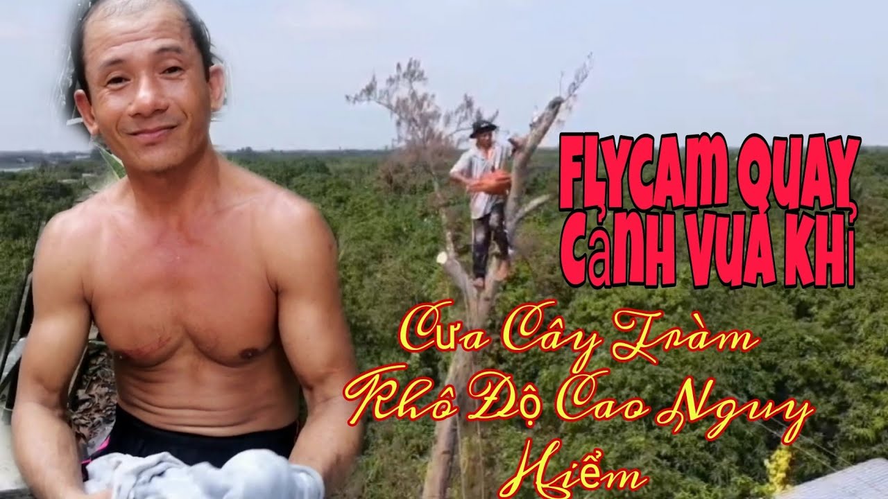 #VuaKhiCuaCay# Vua khỉ cưa c&acirc;y Quay Từ Flycam|Độ Cao Nguy Hiểm Của C&acirc;y Tr&agrave;m Kh&ocirc;|Gia Đinh vlog MN
