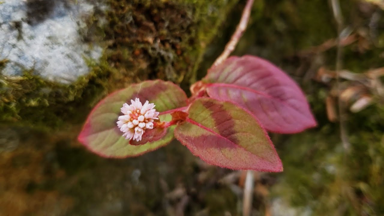 Pink knotweed