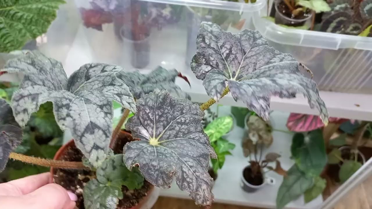 Предлагаю прогуляться по цветочным полочкам✨️👍