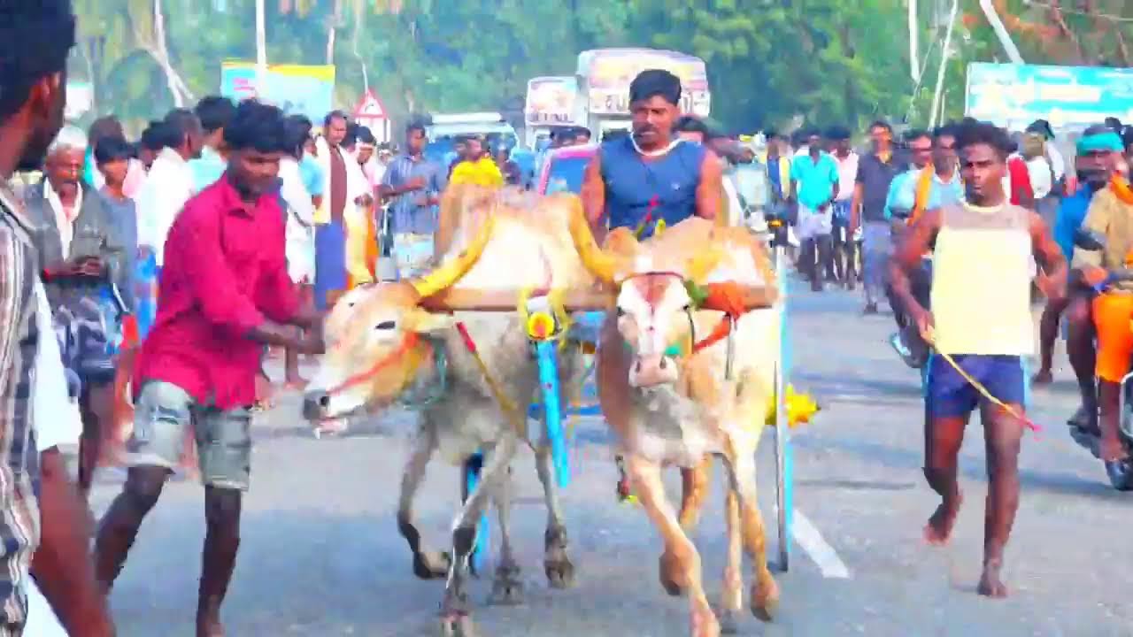 live திம்மநாதபுரம் பெரியமாடு