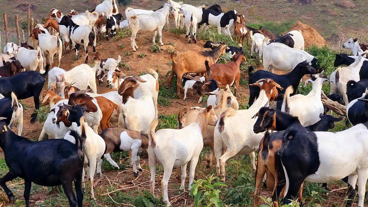 How to survive in dry season | Goat Farming Business |2026