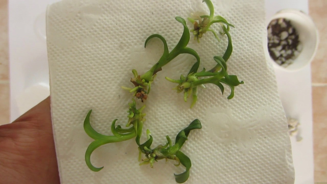 aclimatación de cultivo in-vitro a ex-vitro