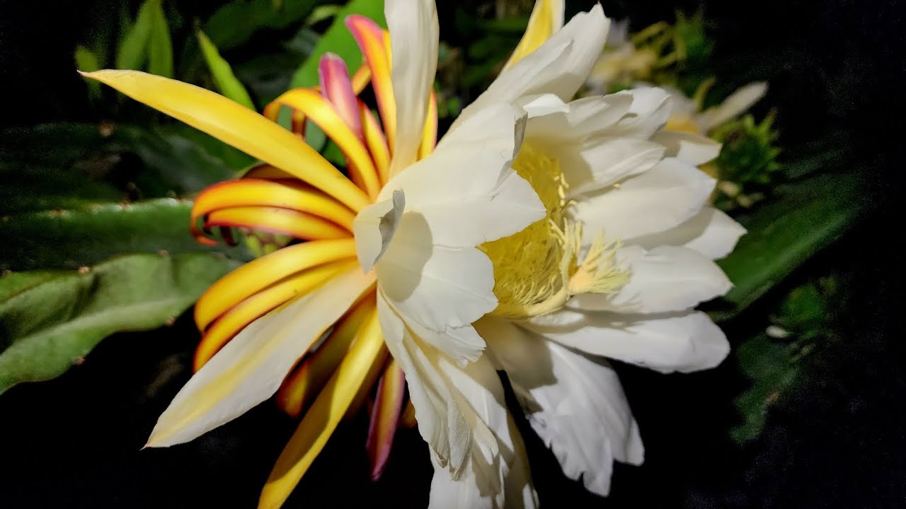 Pitahaya Ocamponis Flor Variedad El Grullo
