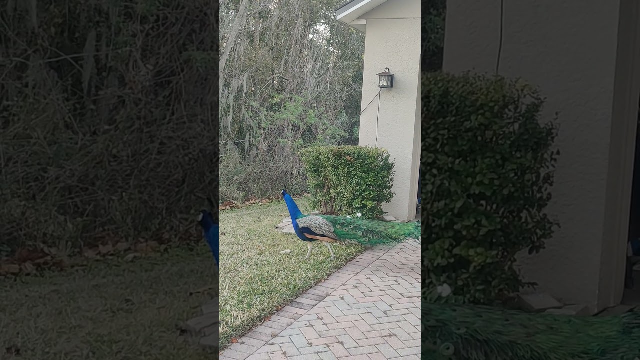 Visitor at Home