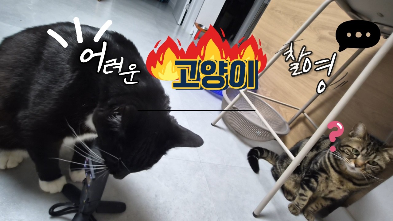 고양이 촬영은 어렵다(토리관찰)