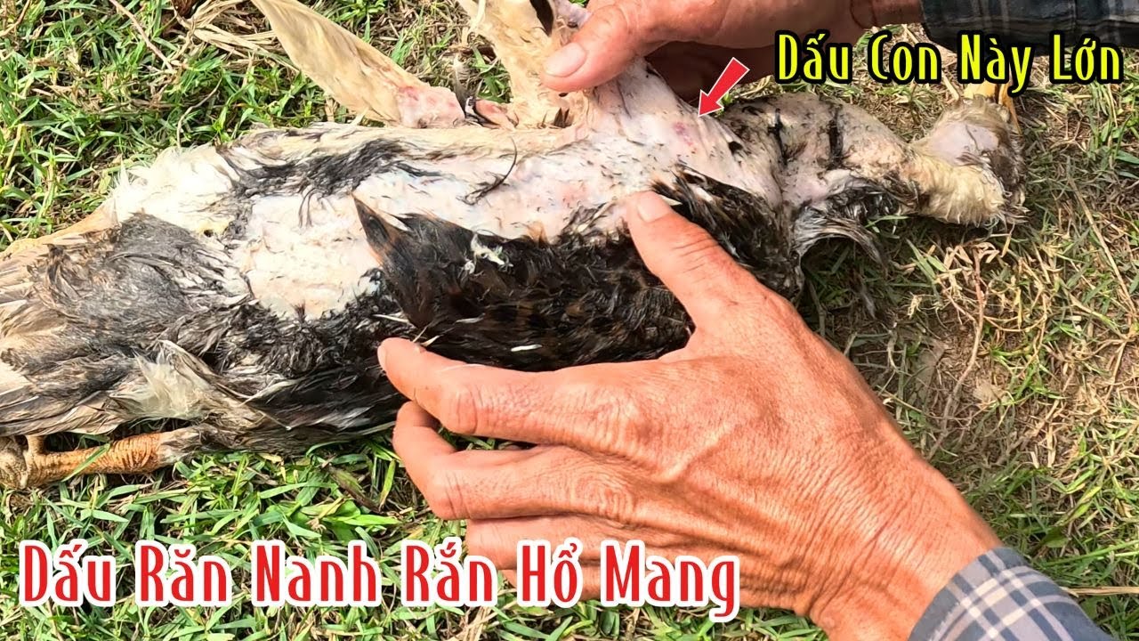 Rắn Hổ Mang Lẻn Vào Tấn Công Đàng Vịt Giữa Đêm Khuya | Đam Mê Săn Bắt