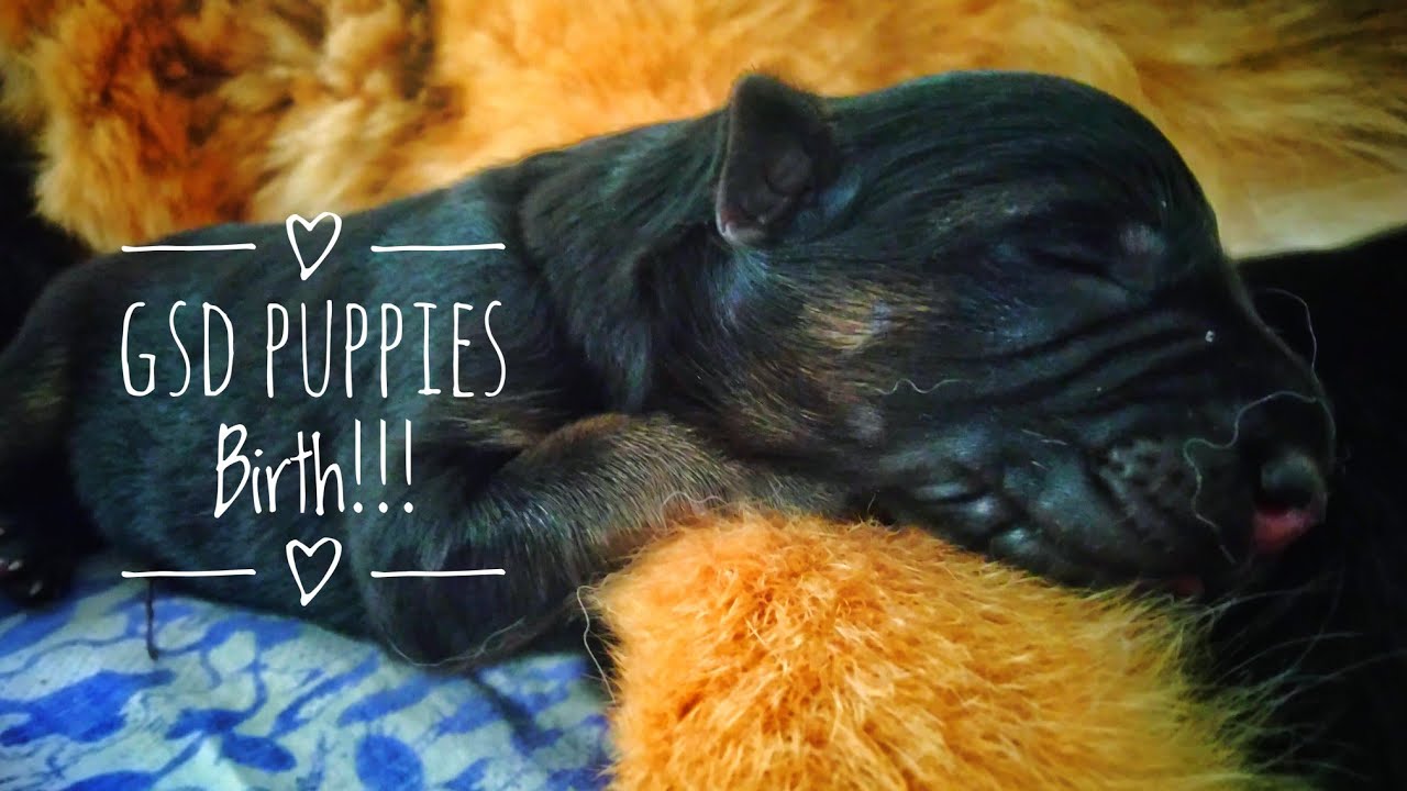 Pregnant German Shepherd Given Birth- Gsd Puppies Born