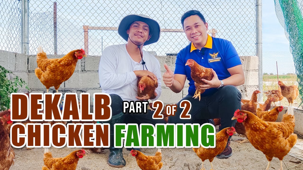 AMAZING CHICKEN FARMING | PWEDENG KUMITA NG 15-18K SA ISANG BUWAN SA PAG-AALAGA NG DEKALB CHICKEN
