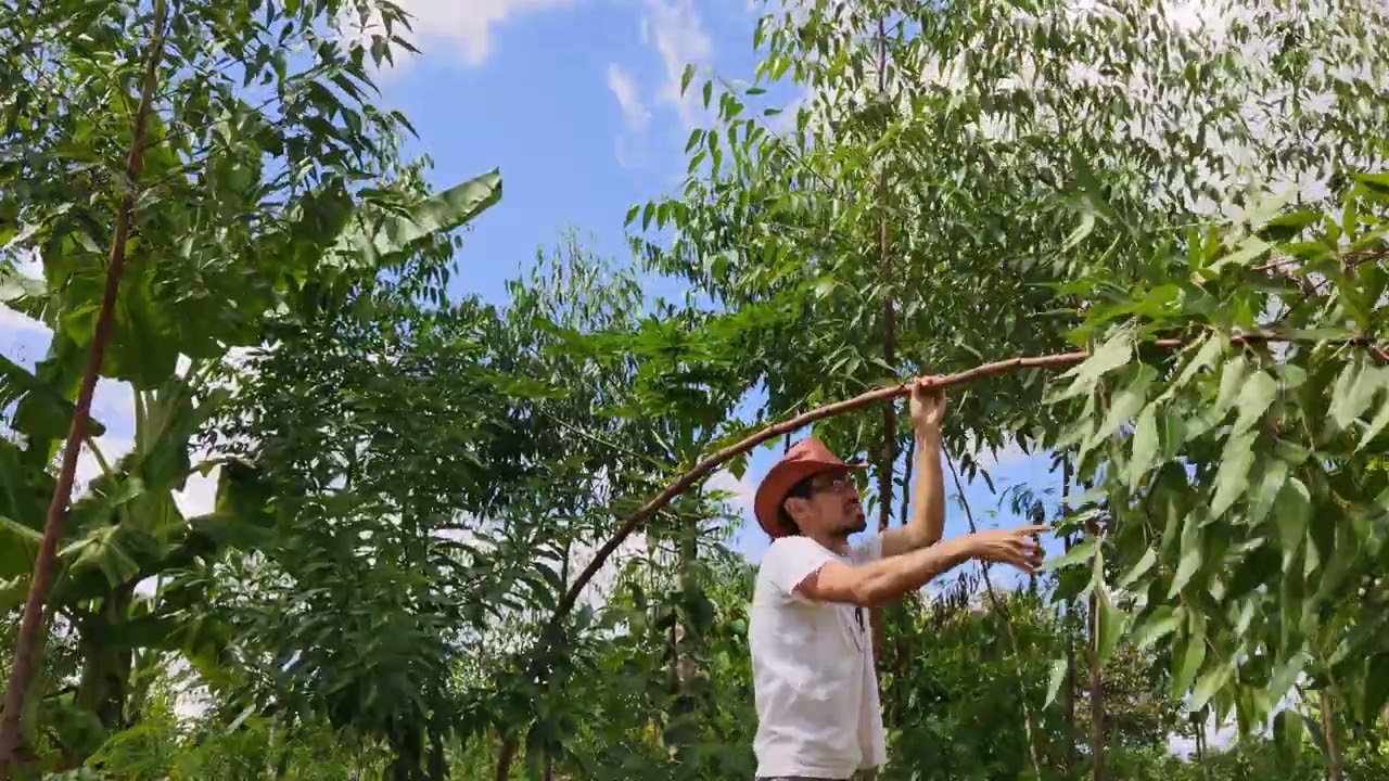 Afinal qual a hora certa de podar o eucalipto? Agricultura Sintropica.