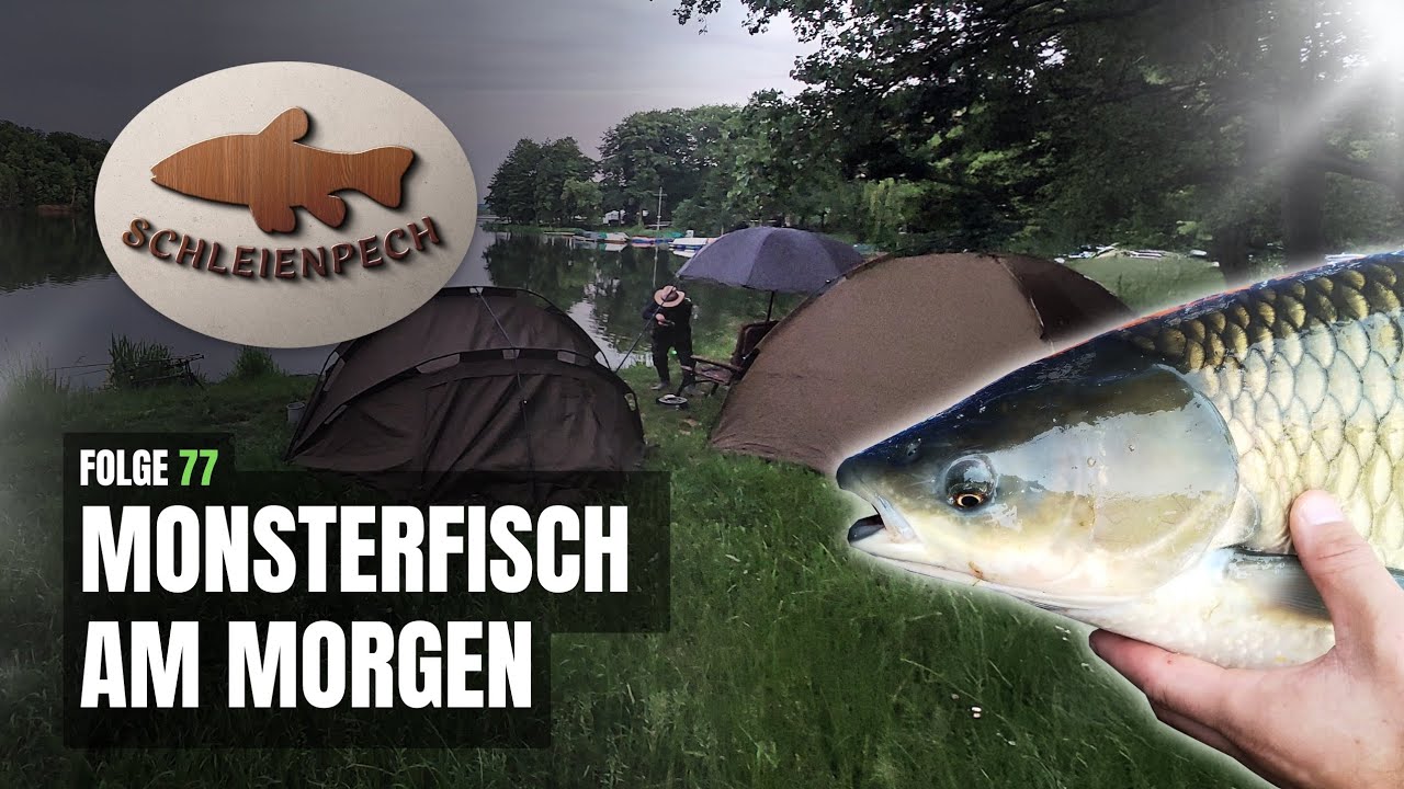 Folge 77: MONSTERFISCH AM MORGEN / Meter plus Wels und fetter Graskarpfen