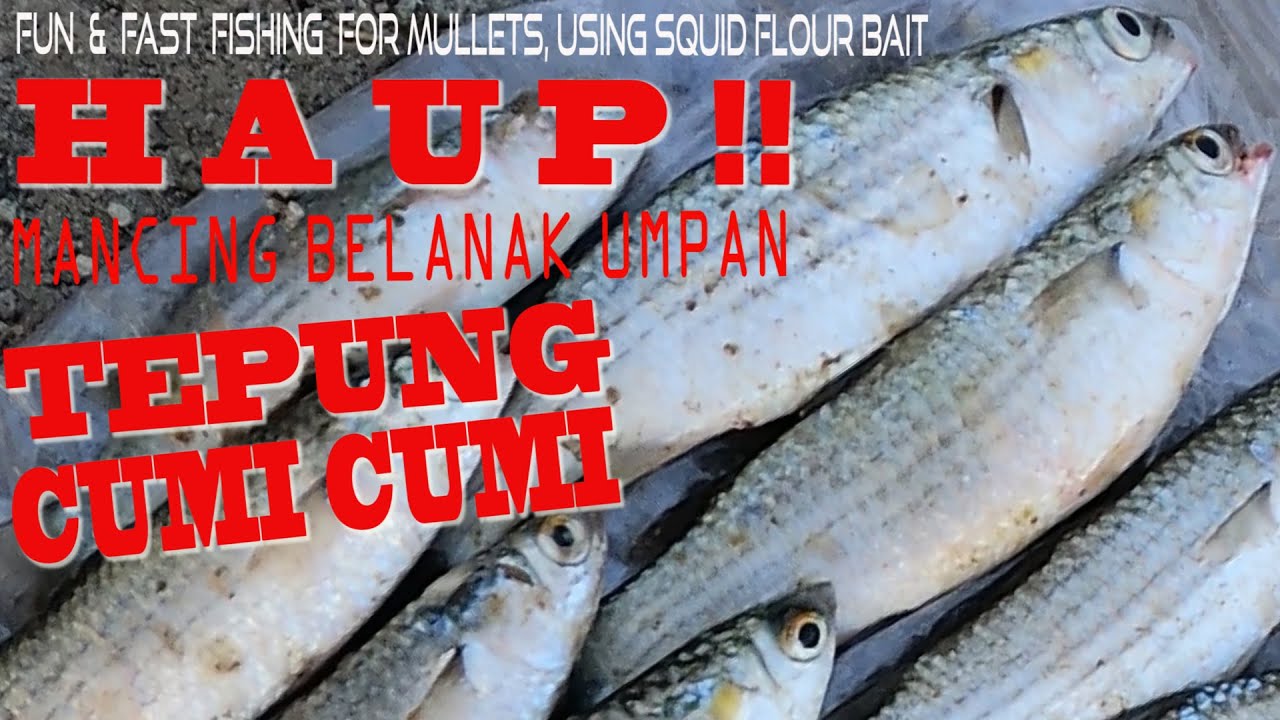 Haup ! Mancing Belanak Umpan Tepung Cumi Cumi / Fun Fast Fishing For Mullets, Using Squid Flour Bait