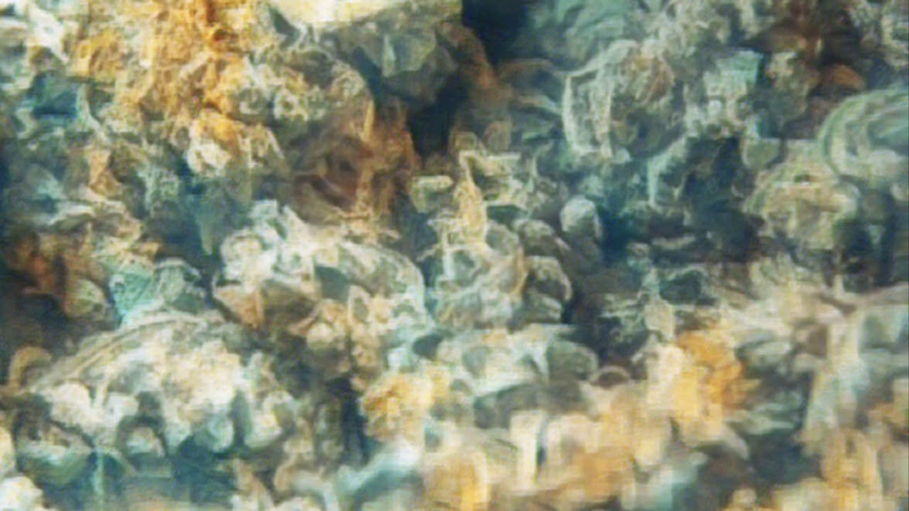 Moby Dick XXL
