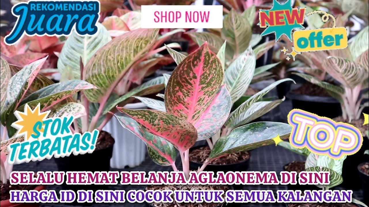 SELALU LEBIH HEMAT BELI AGLAONEMA DI SINI. HARGA SETIAP ID COCOK UNTUK SEMUA KALANGAN.  Eps 1642