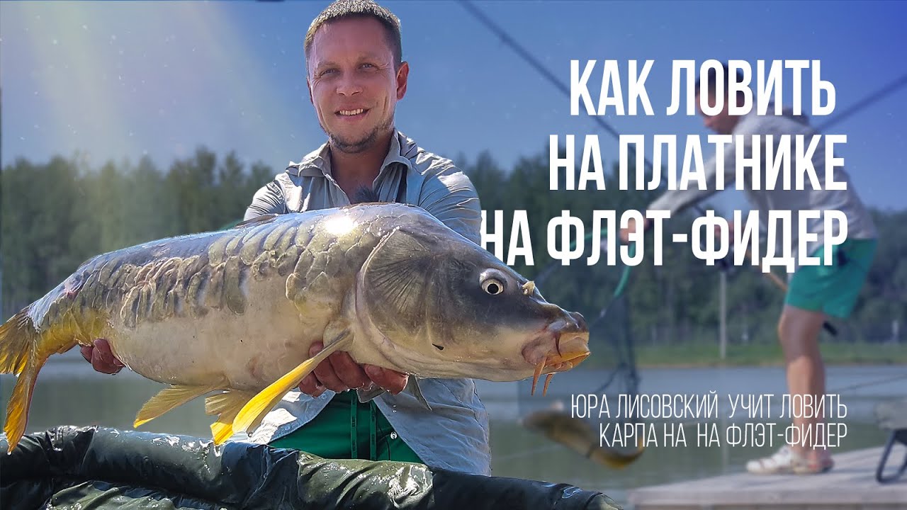 Как поймать карпа на флэт. Карповая рыбалка на флэт-фидер это просто.