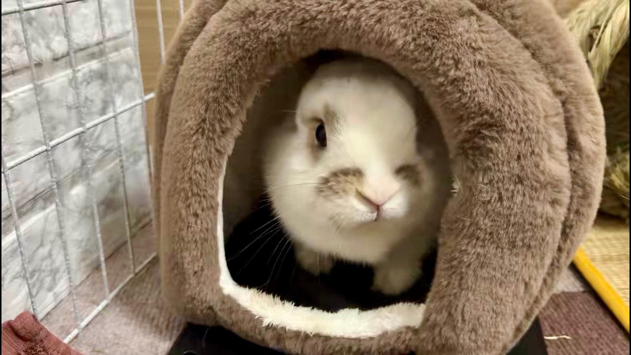 うさぎさんに暖かいお家を用意してあげたら・・・【ホーランドロップ】