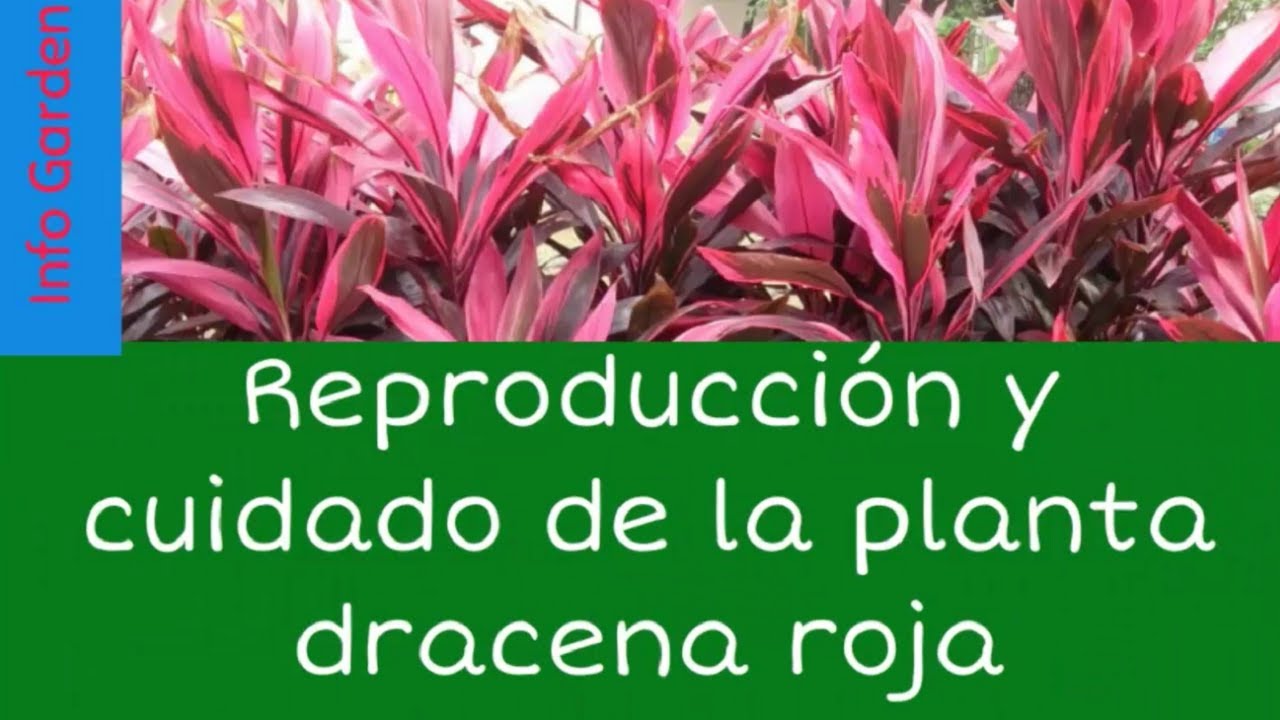 Como cuidar y reproducir la planta palma de Carey o drácena roja (Cordyline rubra )