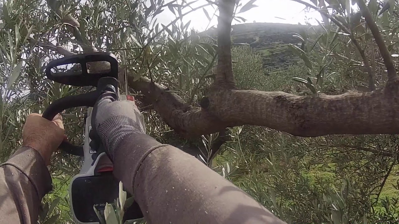 Pruning an olive tree - κλάδεμα ελιάς