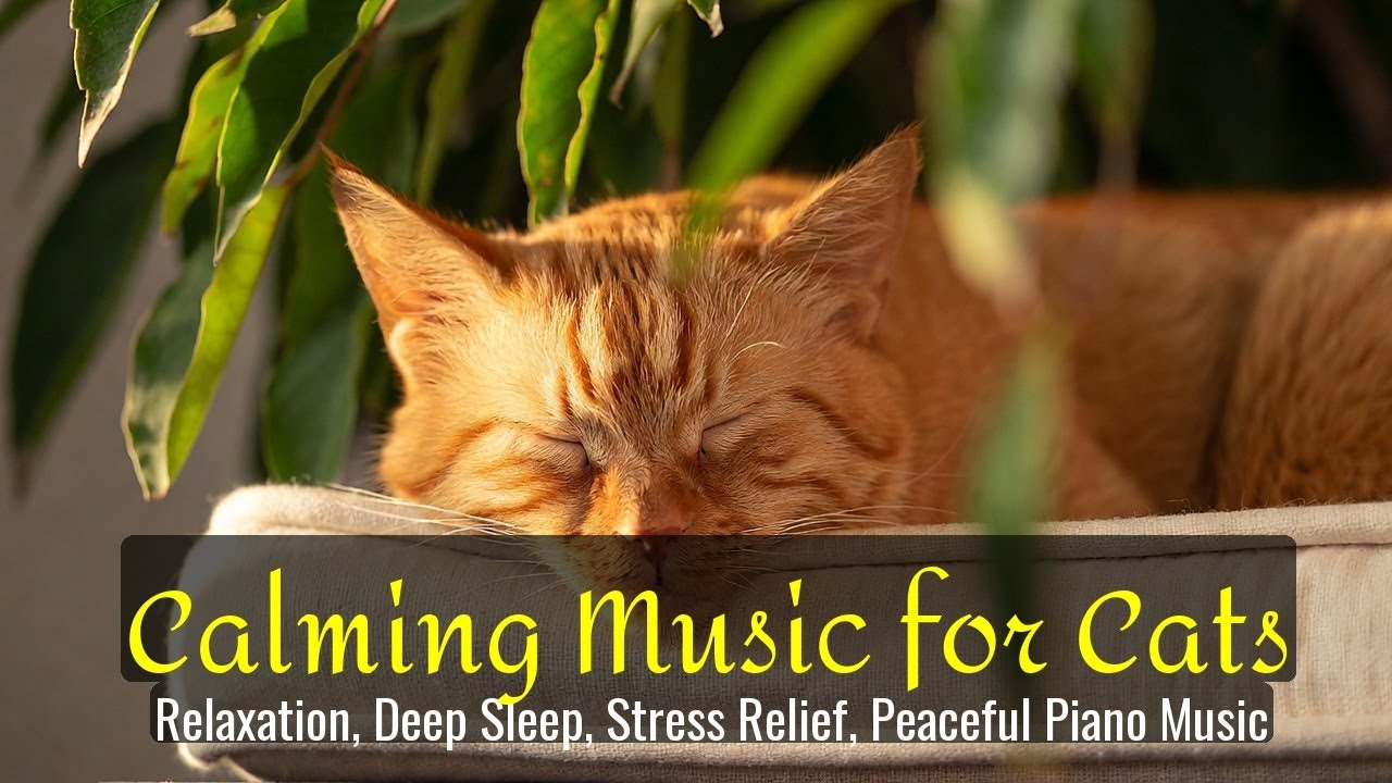 Calming Music for Cats - Relaxation, Deep Sleep, Stress Relief, Peaceful Piano Music | Season 39