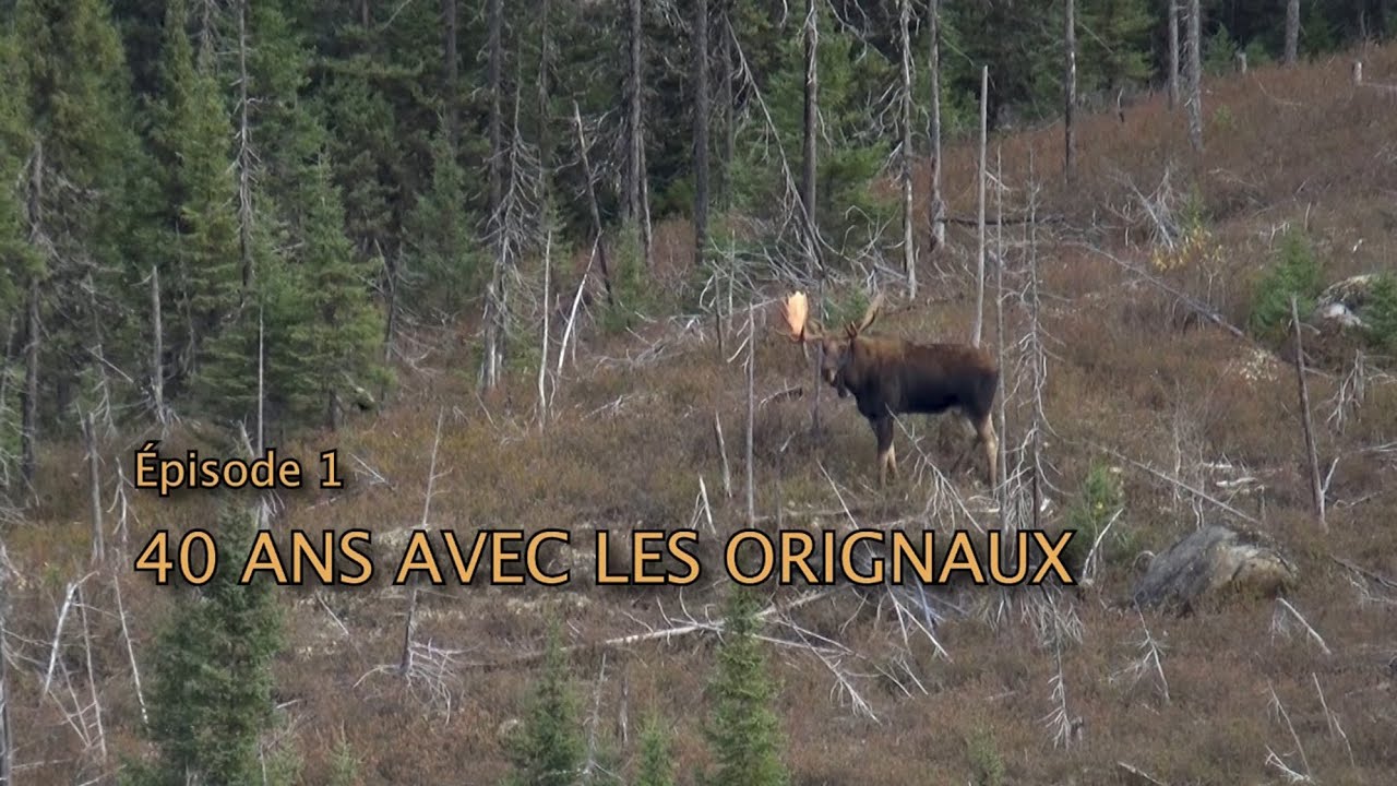 Épisode 1 – 40 ans avec les orignaux