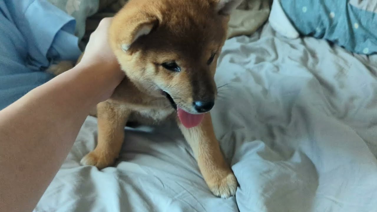 Two Month Old Shiba Inu Puppy Being Noped to Watermelon :( - 2MO Panko Rejectimicated By the Hand