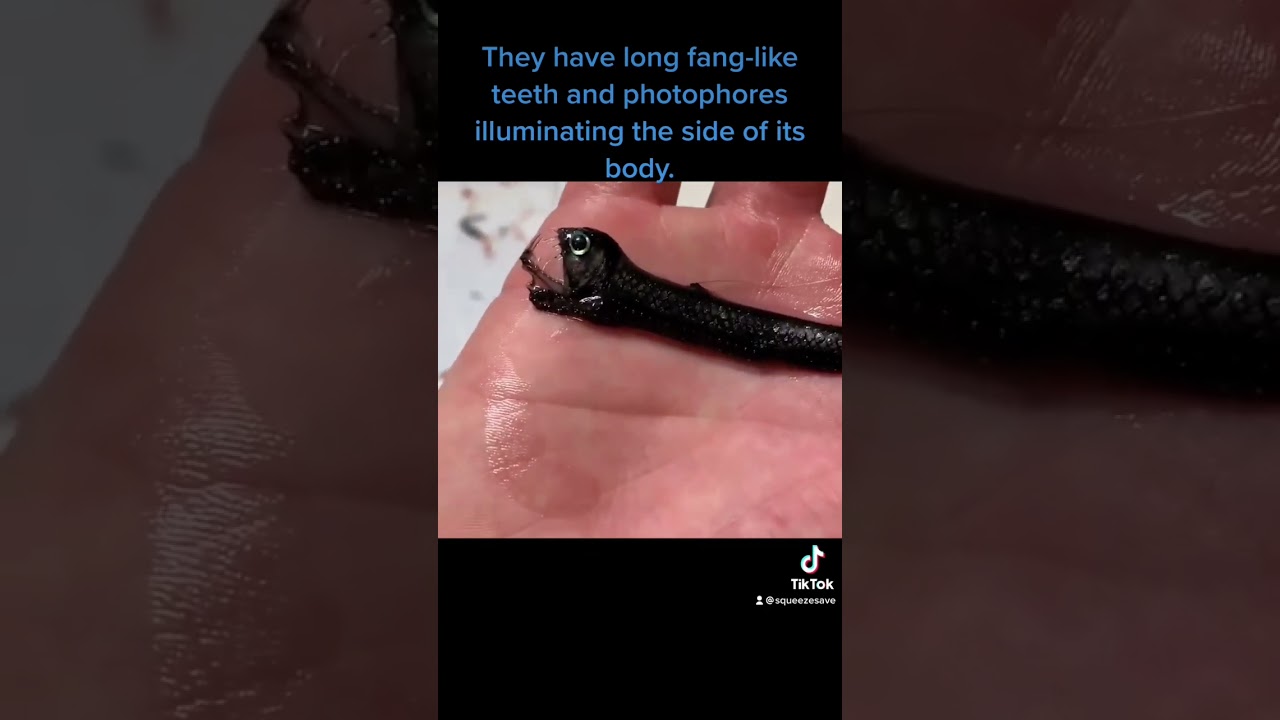 Sloane's Viperfish is one of the most recognizable deep sea fishes.Credit - OceanX 