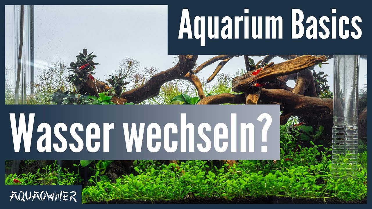 Muss man im Aquarium das Wasser wechseln? | Aquarium Basics