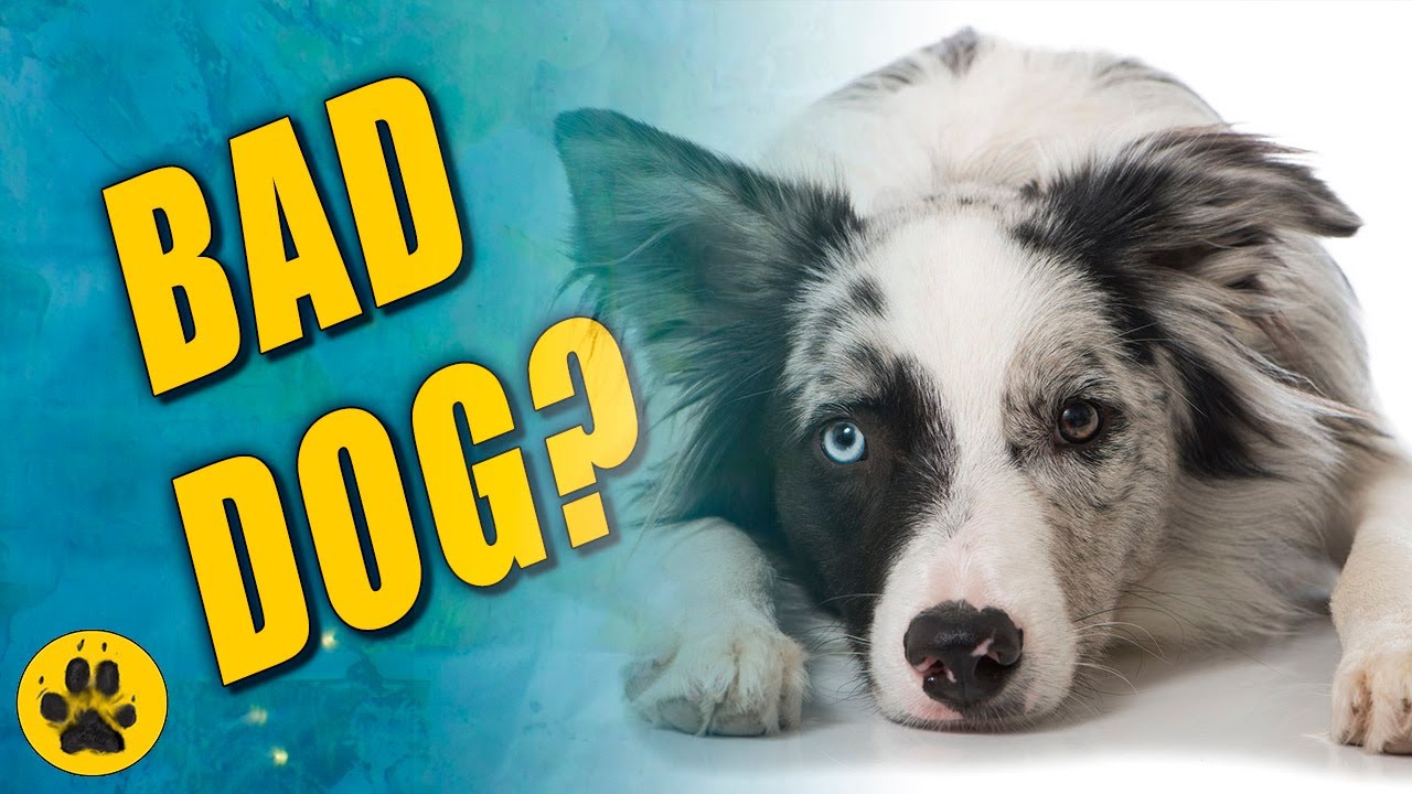 Border Collie Behaviour Problems