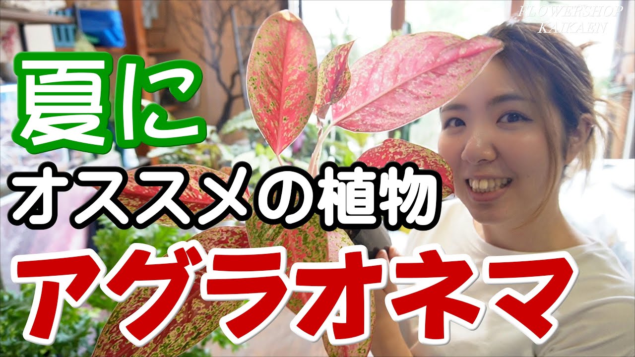 夏にオススメの　観葉植物　アグラオネマ　水やり方法　植え替え　購入後の置き場所　管理方法【おうちでグリーン】開花園チャンネル