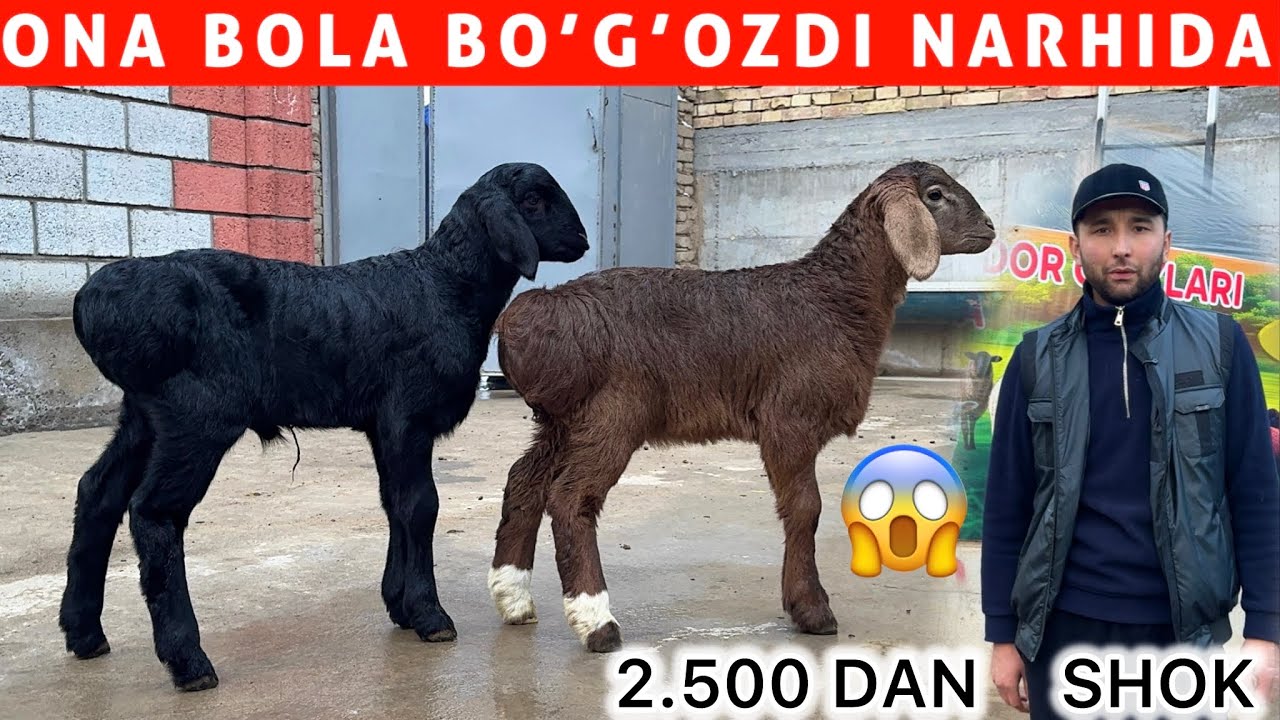2.500 DAN 😱 BOG‘OZ ONA BOLA QO‘YLAR AHROR ARZONCHIDA SHOK