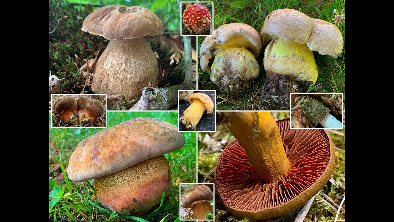 Pilze im Juni | 24. bis 27.06. | Rückblick auf eine wunderbare Artenvielfalt Ende Juni des Vorjahres