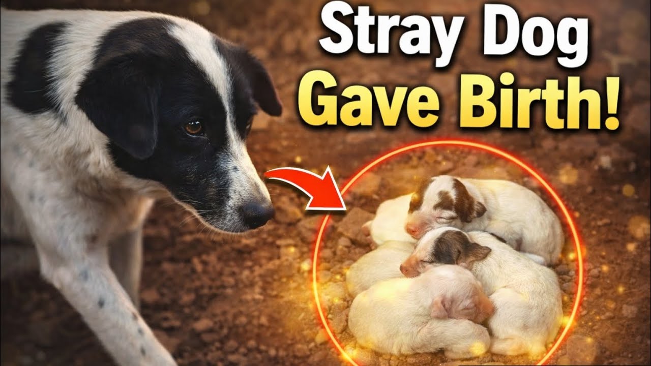 “She Gave Birth Alone…”| Oreo Gave birth to puppies| 🐕❤️🥺