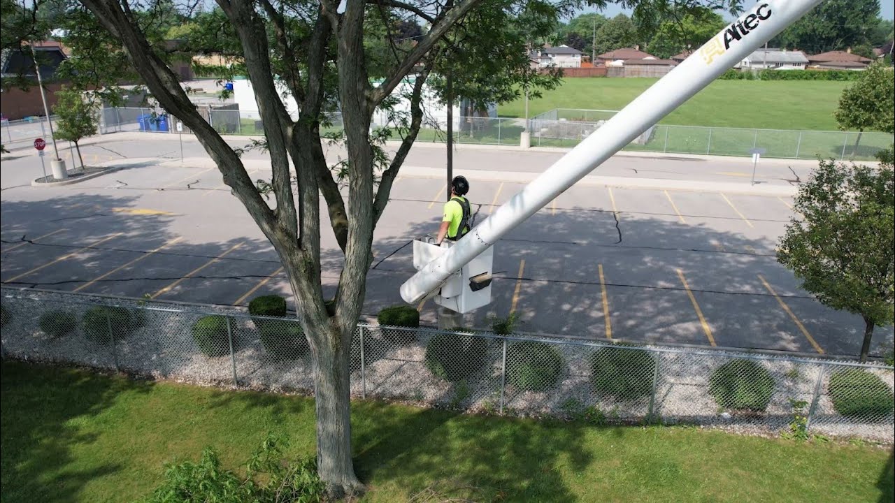 City of Windsor's Tree Maintenance Program