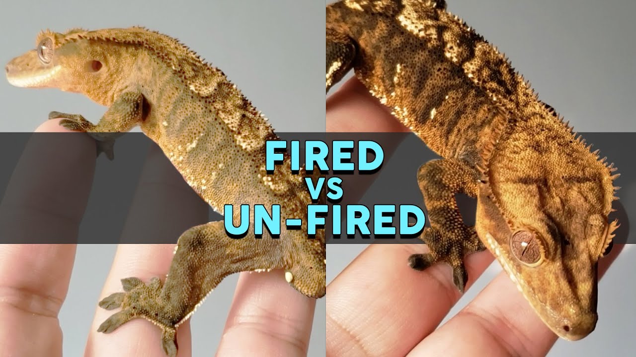 WHATS THE DIFFERENCE??? Fired vs Un-Fired Crested Geckos