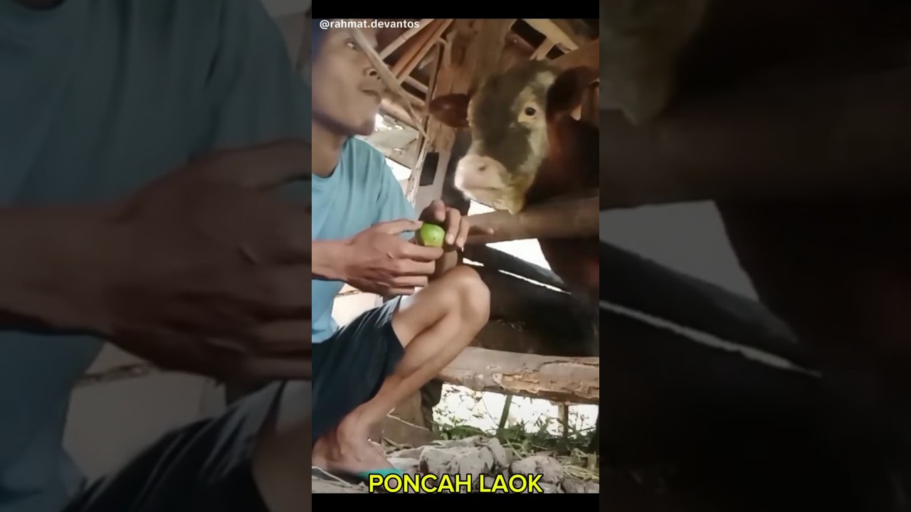 Sapi lucu ketika  lagi kecut#feedshorts #lucu #kecut#bismillah #ngakak