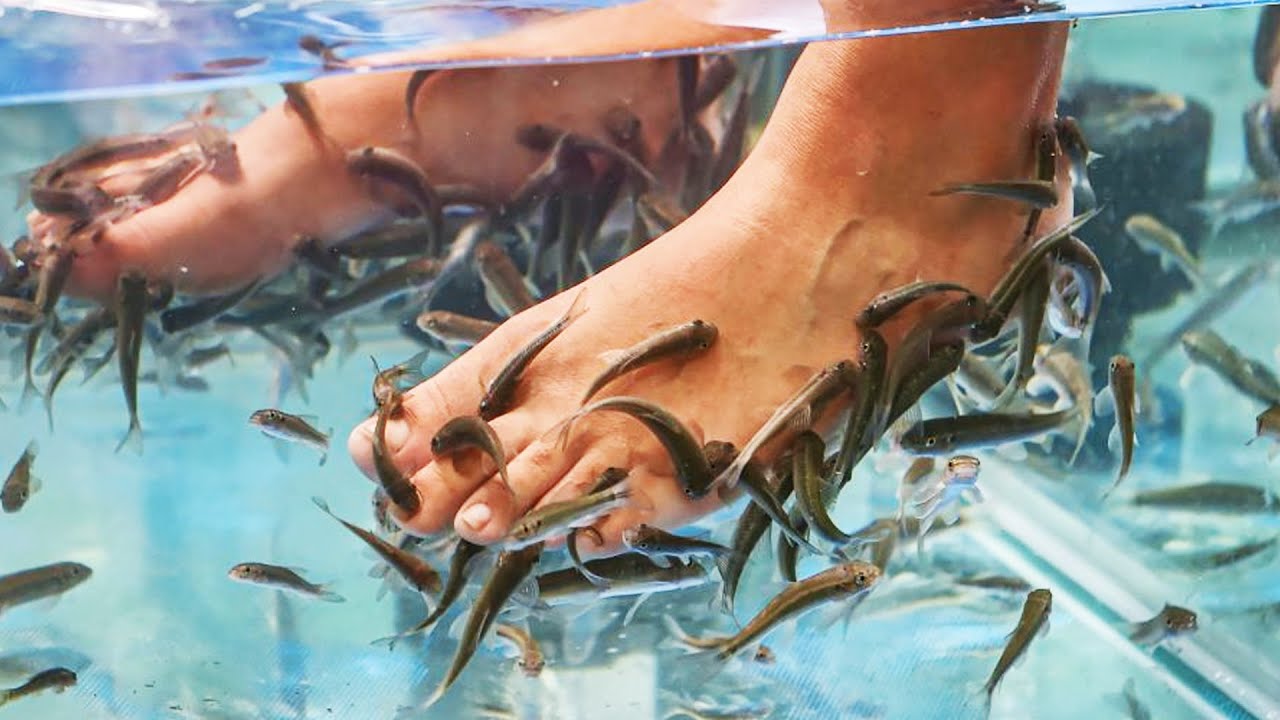 Fish Pedicure | Feeding Fish with Your FEET