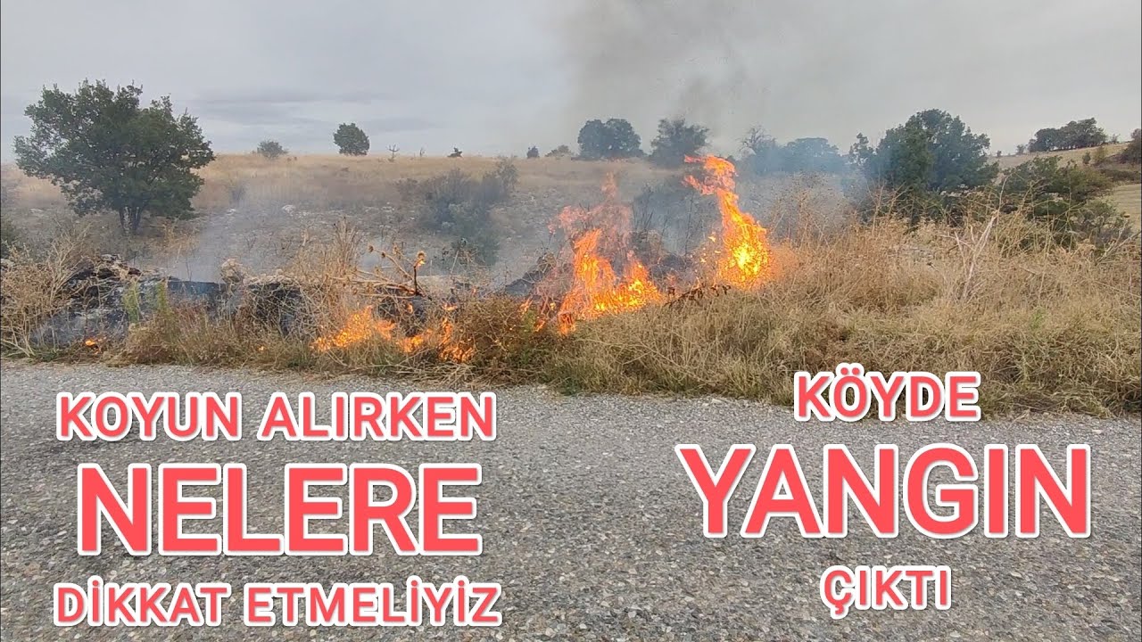 Koyun alırken Nelere Dikkat Etmeliyiz~Köyde Yangın Çıktı