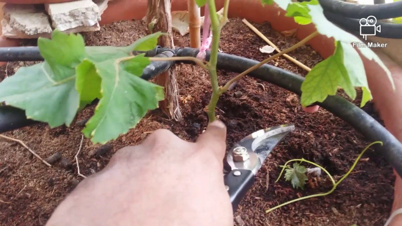 2 # كيفية رعاية شتلة العنب من البداية الى تكوين الكورديون - How to grow the young Grapes vine