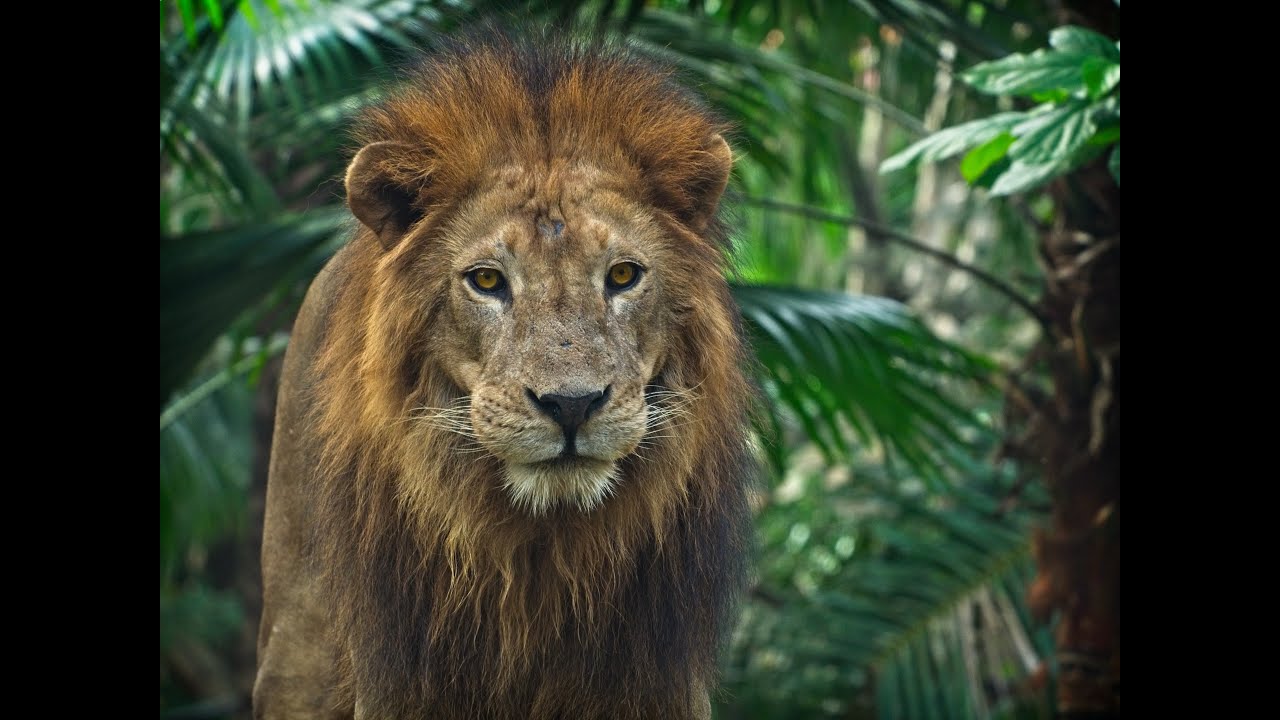 Free Stock Footage of Lions  100% Copyright Free. Free to use