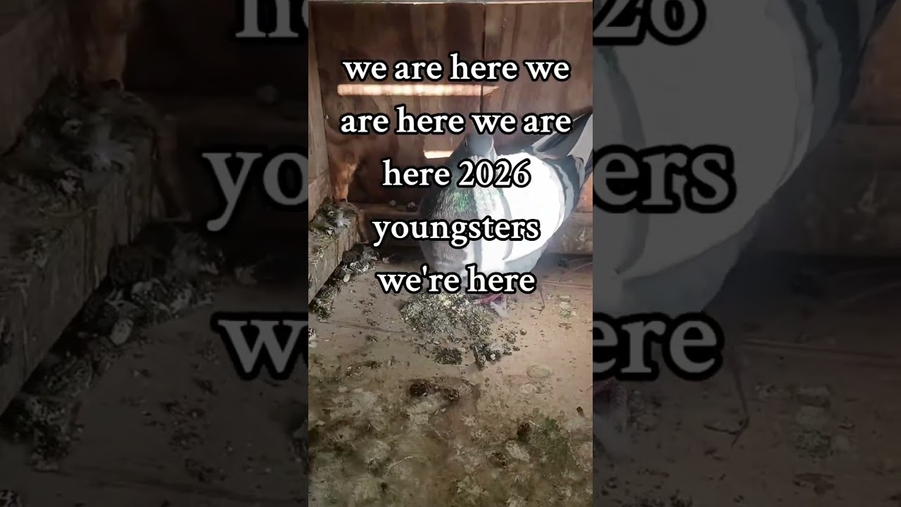 baby birds hatching