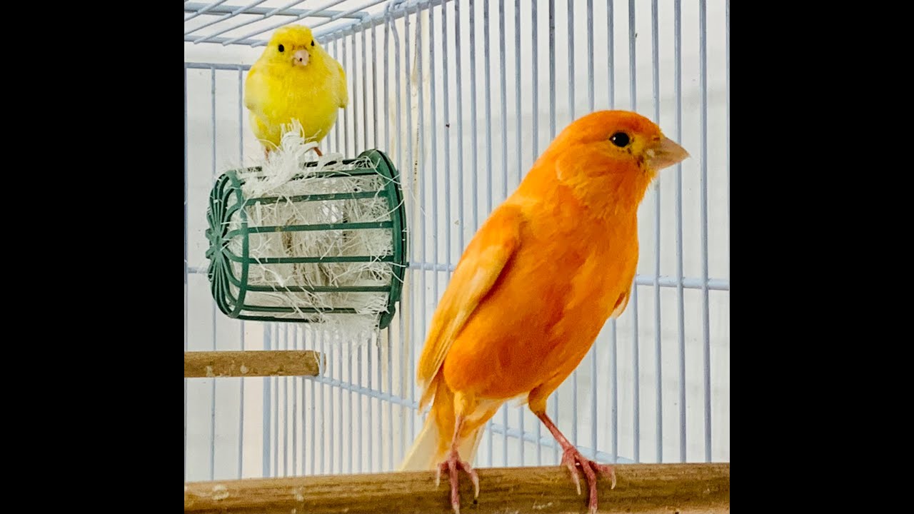Canary Breeding 2021. Eggs in less than 5 days.