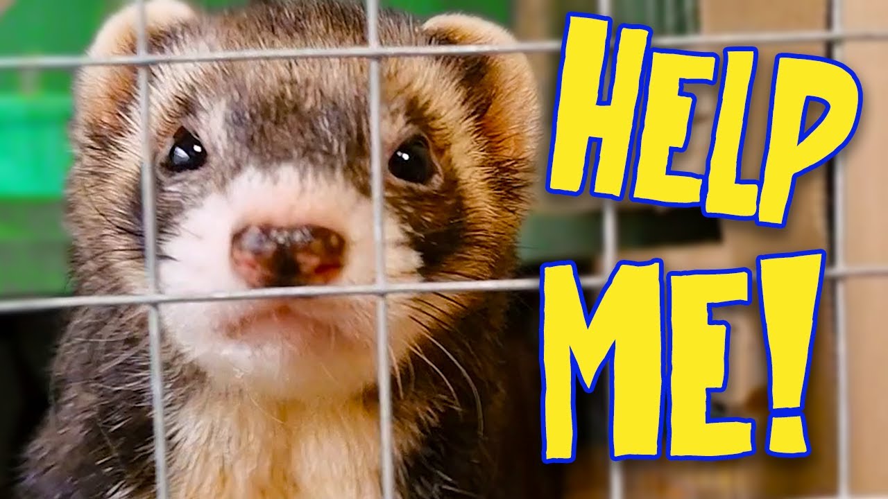 Adopting Rescue Ferrets Nearly Broke Me &ndash; What No One Tells You