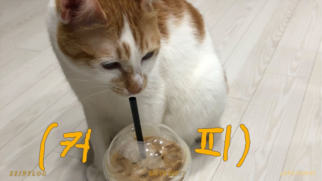 VLOG 👨&zwj;👩&zwj;👧&zwj;👧🐈 ㅣKITTY ZZINY, которая хочет подражать тому, что нравится старшим сестрам ➕ что я ем...