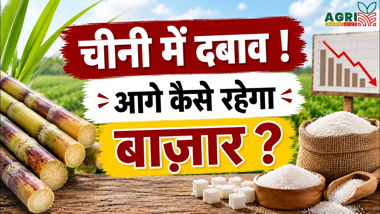 चीनी में दबाव ! Sugar Market Update !