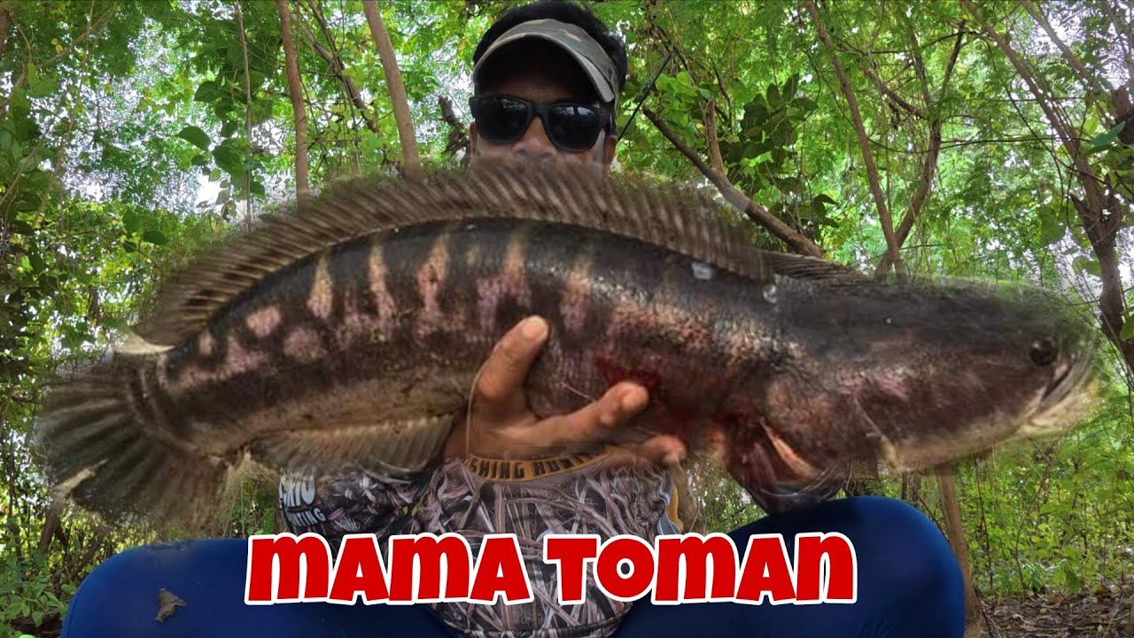 Sa ilalim pa natin lumutang ang Mamaw Toman | Tiksay Fish Hunting | Airgun Fishing 