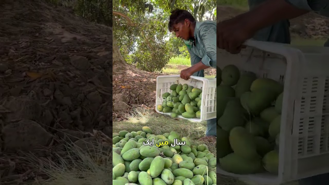 One mango harvest pays for the entire year #farming #mangoes #investment